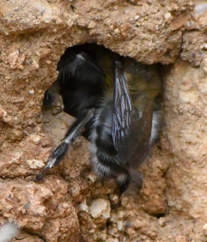 Anthophora dispar